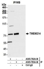 TMEM214 Antibody in Immunoprecipitation (IP)