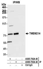 TMEM214 Polyclonal Antibody