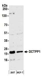 DCTPP1 Polyclonal Antibody