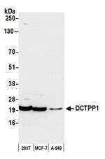 DCTPP1 Polyclonal Antibody
