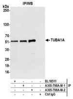 alpha-Tubulin Antibody in Immunoprecipitation (IP)