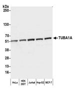 alpha-Tubulin Antibody in Western Blot (WB)