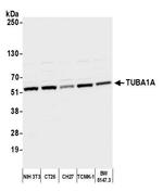 alpha-Tubulin Antibody in Western Blot (WB)