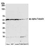 alpha-Tubulin Antibody in Western Blot (WB)