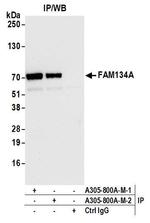 FAM134A Polyclonal Antibody