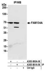 FAM134A Antibody in Immunoprecipitation (IP)
