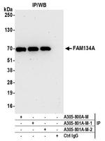 FAM134A Antibody in Immunoprecipitation (IP)