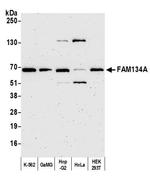 FAM134A Antibody in Western Blot (WB)