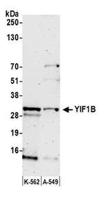 YIF1B Polyclonal Antibody