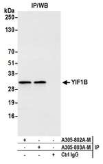 YIF1B Polyclonal Antibody
