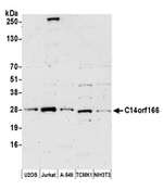 C14orf166 Polyclonal Antibody
