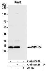 CHCHD4 Polyclonal Antibody