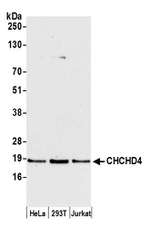 CHCHD4 Polyclonal Antibody