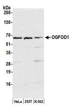 OGFOD1 Polyclonal Antibody