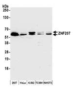 ZNF207 Polyclonal Antibody