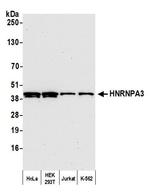 HNRNPA3 Polyclonal Antibody