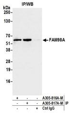 FAM98A Antibody in Immunoprecipitation (IP)