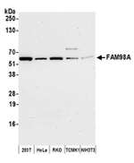 FAM98A Polyclonal Antibody