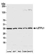 LZTFL1 Polyclonal Antibody