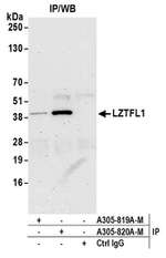 LZTFL1 Polyclonal Antibody