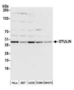 OTULIN Polyclonal Antibody