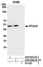 OTULIN Polyclonal Antibody