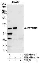 PPP1R21 Polyclonal Antibody