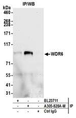 WDR6 Polyclonal Antibody