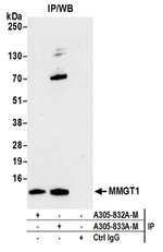 MMGT1 Antibody in Immunoprecipitation (IP)