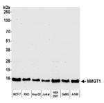 MMGT1 Polyclonal Antibody