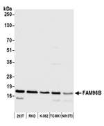 FAM96B Polyclonal Antibody