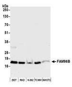 FAM96B Polyclonal Antibody