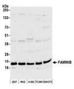 FAM96B Polyclonal Antibody