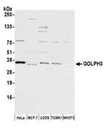 GOLPH3 Polyclonal Antibody
