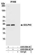 GOLPH3 Polyclonal Antibody