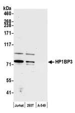 HP1BP3 Polyclonal Antibody