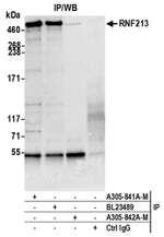 RNF213 Antibody in Immunoprecipitation (IP)