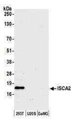 ISCA2 Polyclonal Antibody