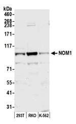 NOM1 Polyclonal Antibody