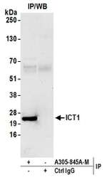 ICT1 Polyclonal Antibody