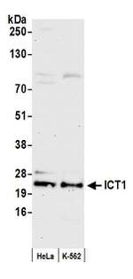ICT1 Polyclonal Antibody