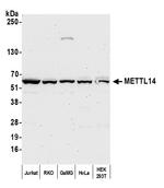 METTL14 Polyclonal Antibody