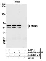 LSM14B Antibody in Immunoprecipitation (IP)