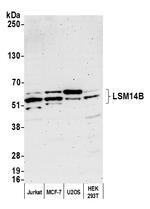 LSM14B Antibody in Western Blot (WB)
