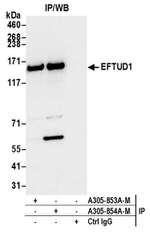 EFTUD1 Polyclonal Antibody