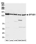 EFTUD1 Polyclonal Antibody