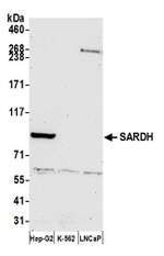 SARDH Polyclonal Antibody