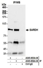 SARDH Antibody in Immunoprecipitation (IP)
