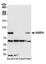 SARDH Polyclonal Antibody