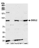 DIS3L2 Polyclonal Antibody